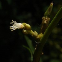 Agrostistachys indica Dalzell